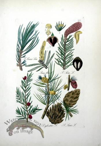 Deutschlands Flora 02